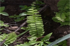 Adiantum caudatum